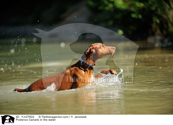 Podenco Canario in the water / YJ-07602