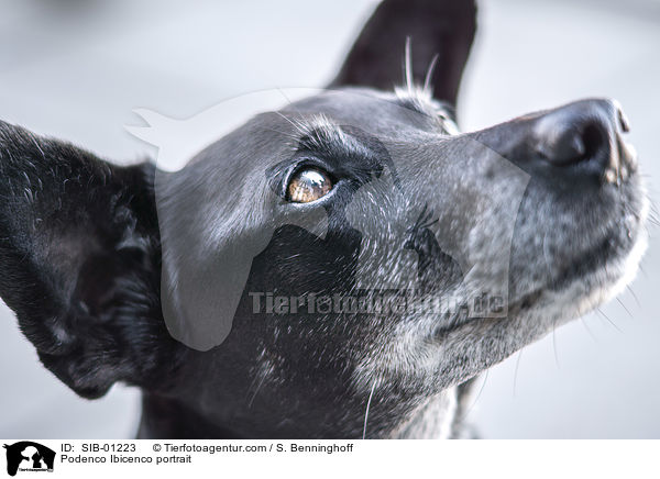 Podenco Ibicenco Portrait / Podenco Ibicenco portrait / SIB-01223