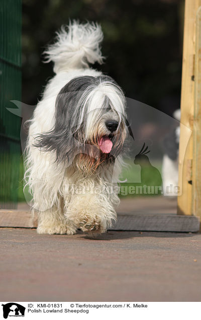 Polnischer Niederungshtehund / Polish Lowland Sheepdog / KMI-01831