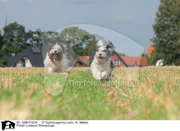 Polish Lowland Sheepdogs / KMI-01834