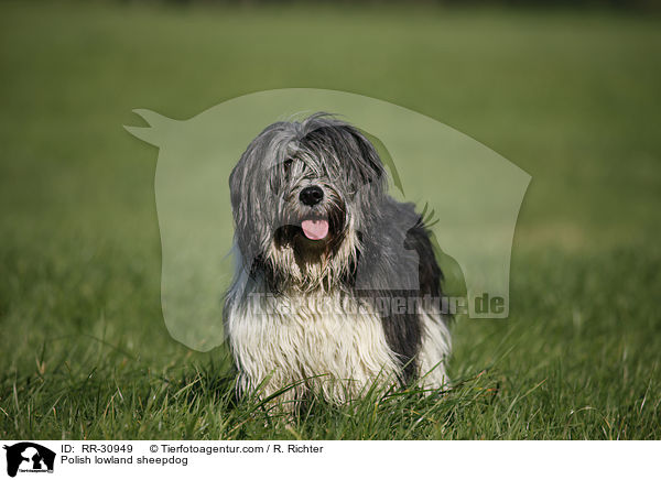 Polnischer Niederungshtehund / Polish lowland sheepdog / RR-30949