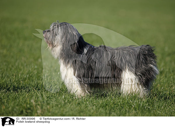 Polish lowland sheepdog / RR-30996