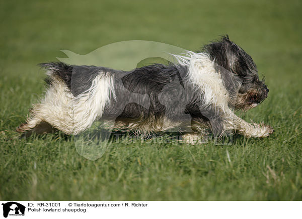 Polish lowland sheepdog / RR-31001