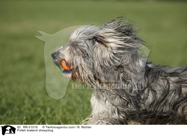 Polish lowland sheepdog / RR-31016
