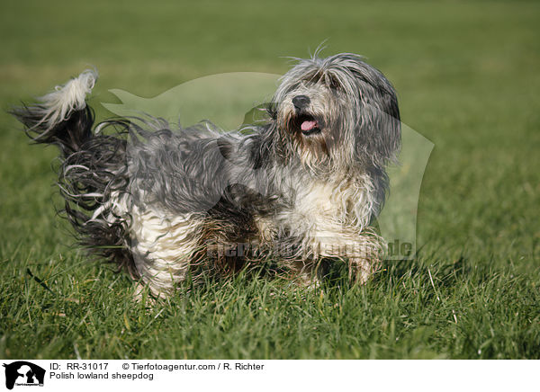 Polish lowland sheepdog / RR-31017