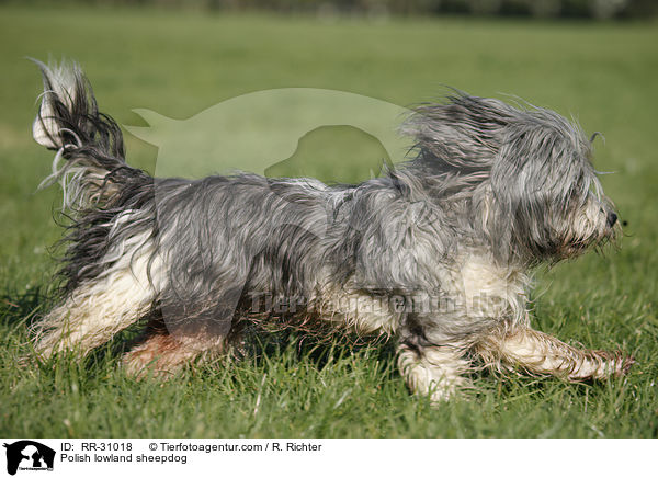 Polish lowland sheepdog / RR-31018