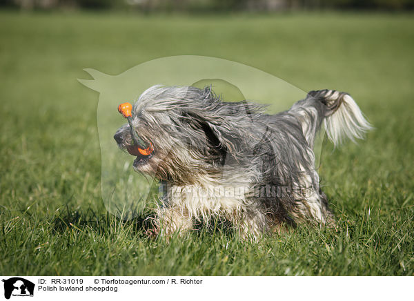 Polish lowland sheepdog / RR-31019