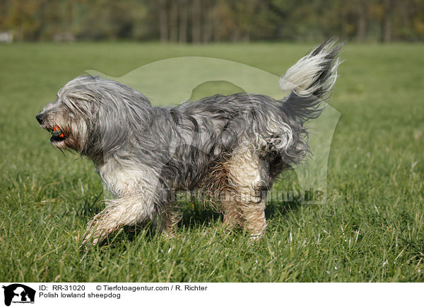 Polish lowland sheepdog / RR-31020