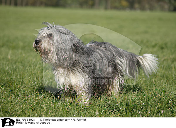 Polish lowland sheepdog / RR-31021