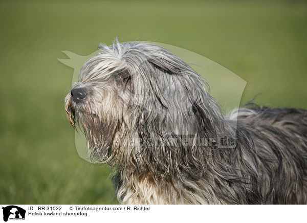 Polish lowland sheepdog / RR-31022