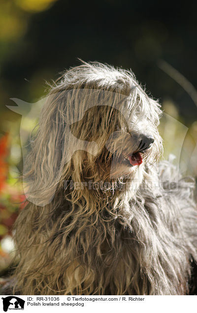 Polnischer Niederungshtehund / Polish lowland sheepdog / RR-31036