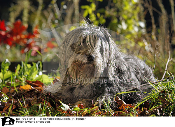 Polish lowland sheepdog / RR-31041