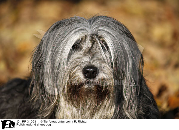 Polnischer Niederungshtehund / Polish lowland sheepdog / RR-31063