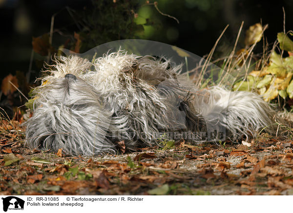 Polish lowland sheepdog / RR-31085