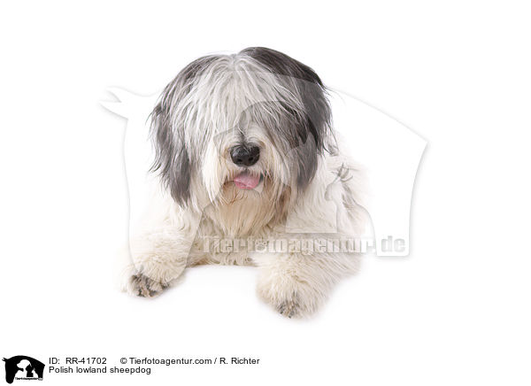 Polnischer Niederungshtehund / Polish lowland sheepdog / RR-41702