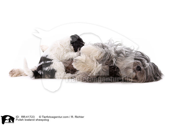 Polnischer Niederungshtehund / Polish lowland sheepdog / RR-41723