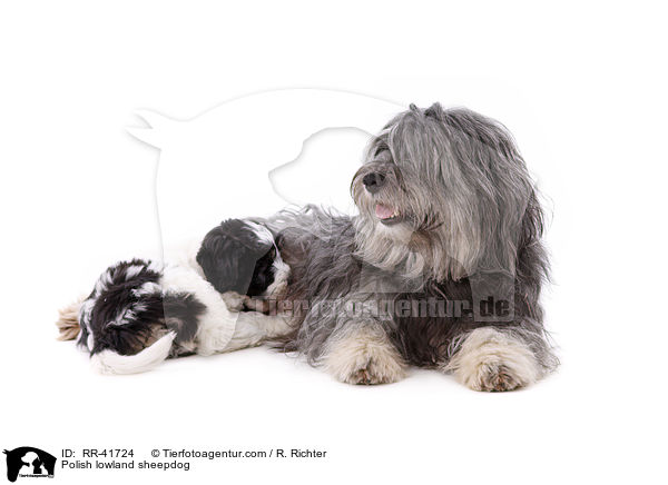 Polnischer Niederungshtehund / Polish lowland sheepdog / RR-41724