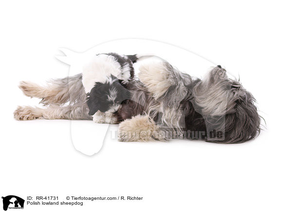 Polnischer Niederungshtehund / Polish lowland sheepdog / RR-41731