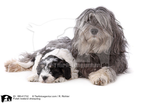 Polnischer Niederungshtehund / Polish lowland sheepdog / RR-41732