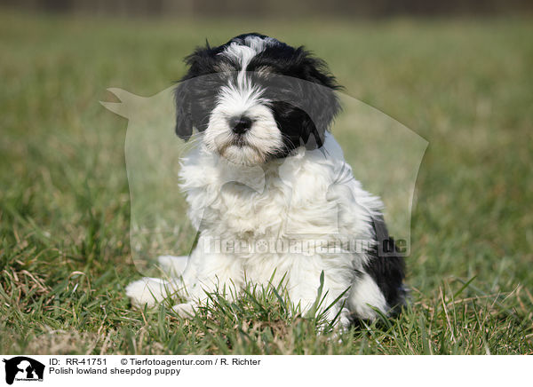 Polish lowland sheepdog puppy / RR-41751