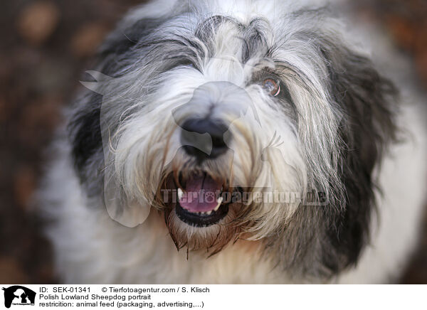 Polnischer Niederungshtehund Portrait / Polish Lowland Sheepdog portrait / SEK-01341