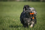 Polish lowland sheepdog