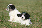 Polish lowland sheepdog puppies