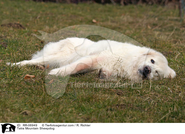 Tatra Mountain Sheepdog / RR-06949