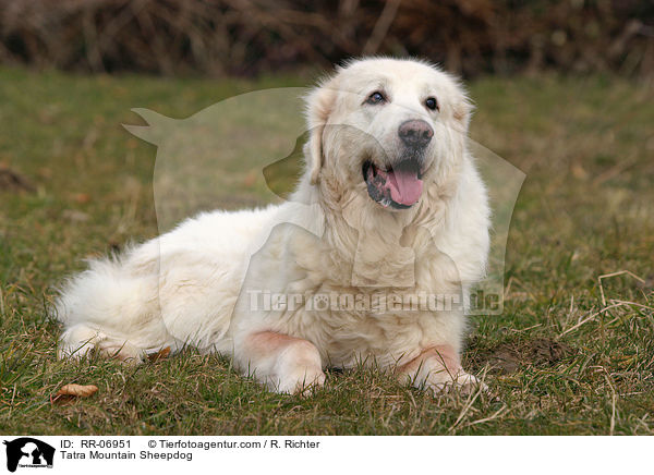Tatra Mountain Sheepdog / RR-06951