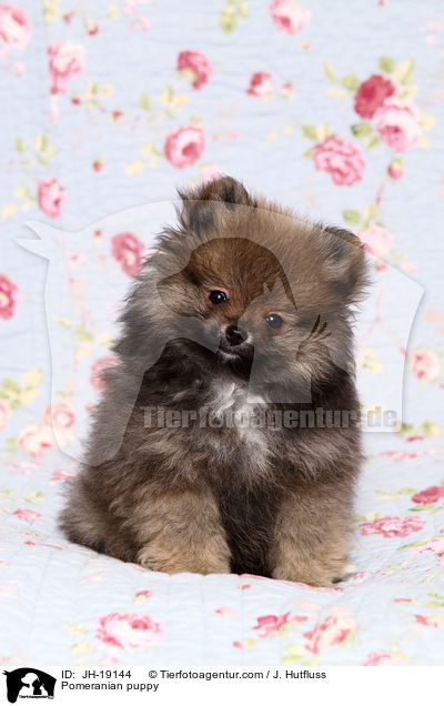 Pomeranian puppy / JH-19144