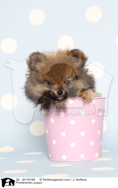 Zwergspitz Welpe / Pomeranian puppy / JH-19168