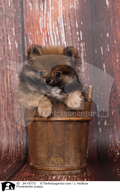 Zwergspitz Welpe / Pomeranian puppy / JH-19173