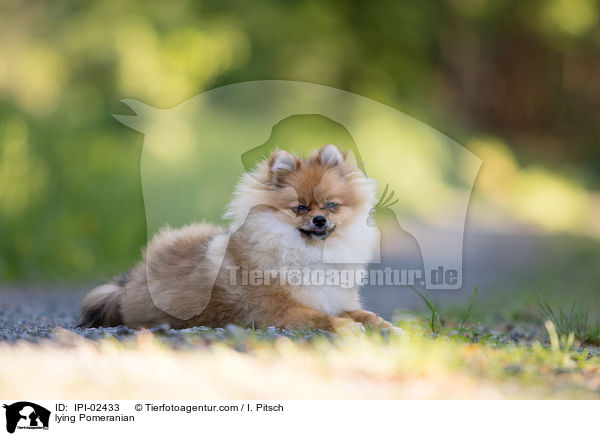 liegender Zwergspitz / lying Pomeranian / IPI-02433