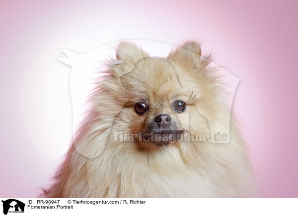Pomeranian Portrait / RR-98947