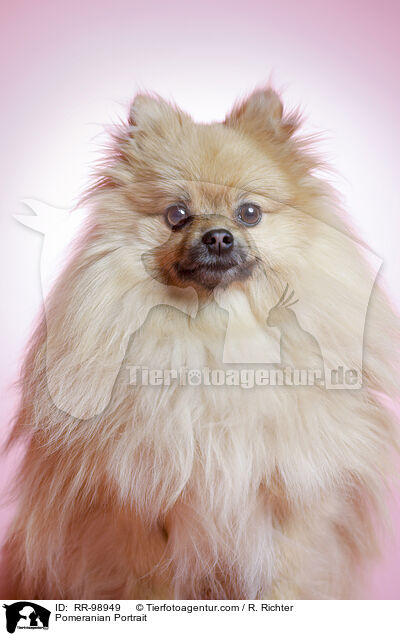 Pomeranian Portrait / RR-98949