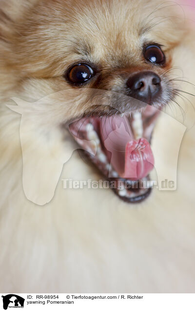 yawning Pomeranian / RR-98954
