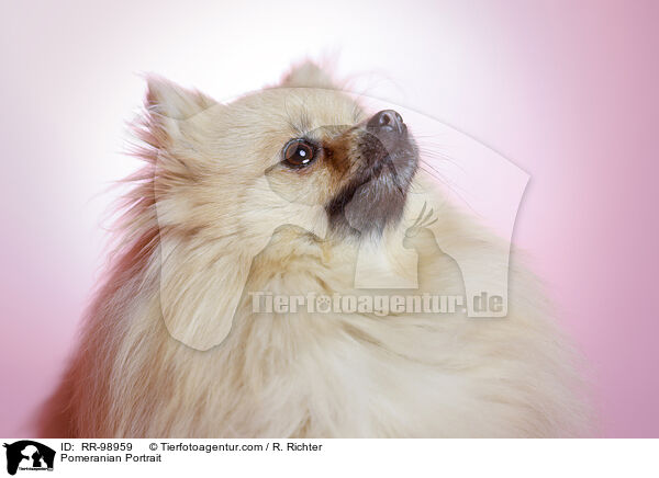 Pomeranian Portrait / RR-98959
