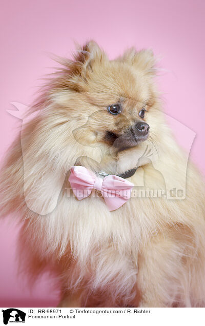 Pomeranian Portrait / RR-98971