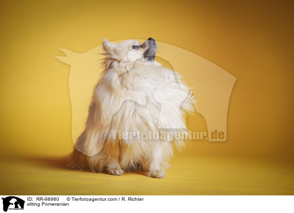 sitting Pomeranian / RR-98980
