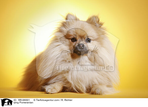 lying Pomeranian / RR-98991