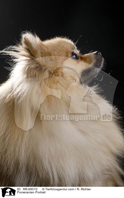 Pomeranian Portrait / RR-99010