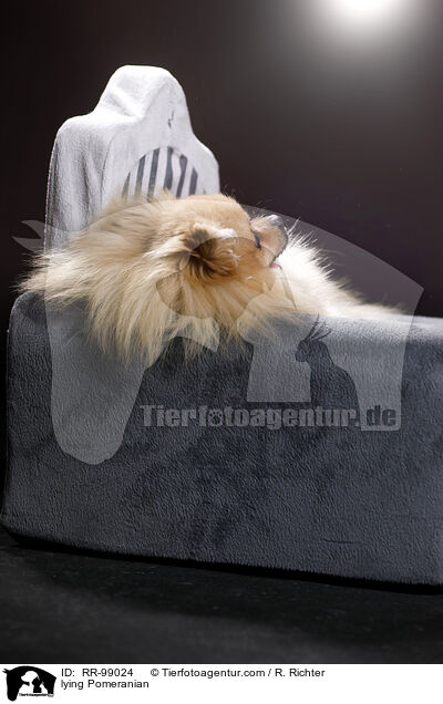 liegender Zwergspitz / lying Pomeranian / RR-99024