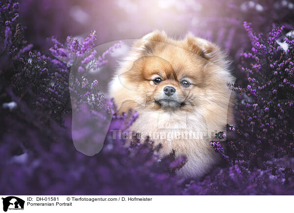 Zwergspitz Portrait / Pomeranian Portrait / DH-01581