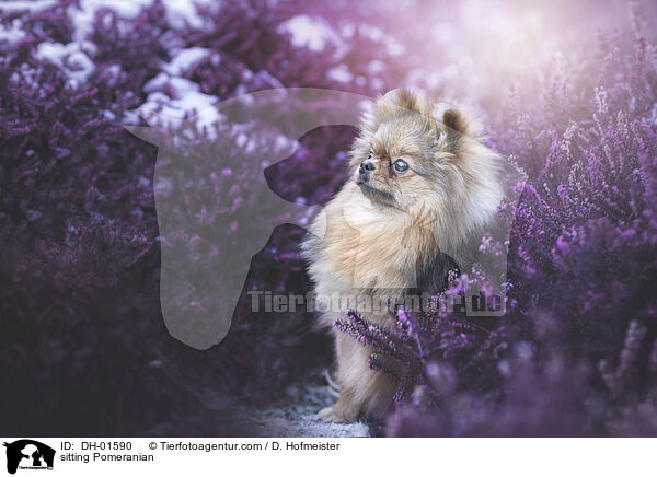 sitting Pomeranian / DH-01590
