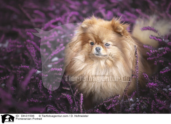 Pomeranian Portrait / DH-01596