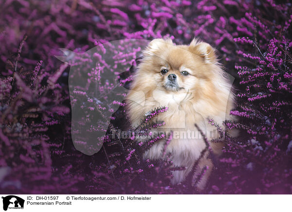 Pomeranian Portrait / DH-01597