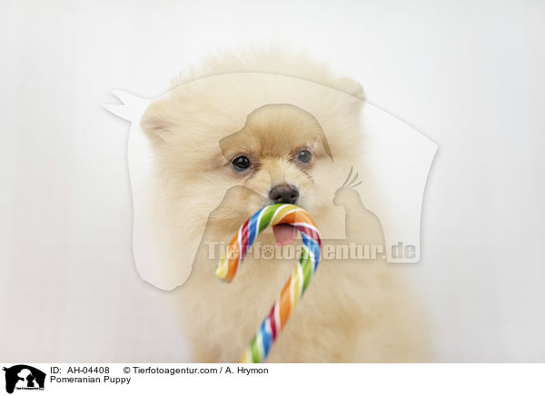 Zwergspitz Welpe / Pomeranian Puppy / AH-04408