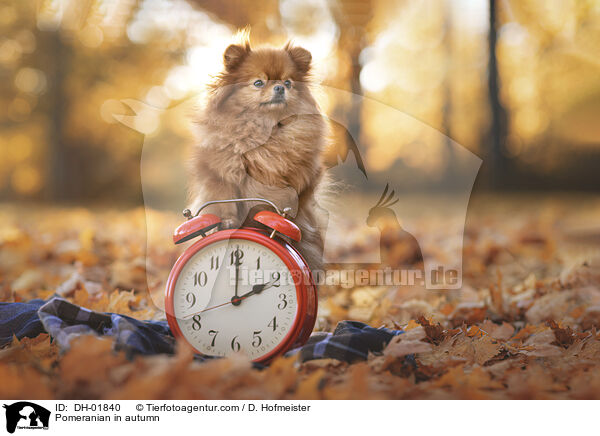 Pomeranian in autumn / DH-01840