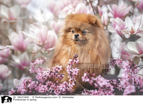Zwergspitz im Frhling / Pomeranian in spring / DH-01849