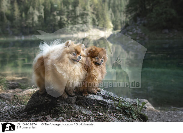 2 Zwergspitze / 2 Pomeranian / DH-01874